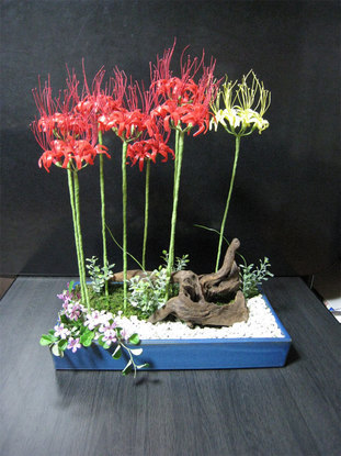 ���B�����q���ہ����灕�A�C�����r�[�Y�t�����[