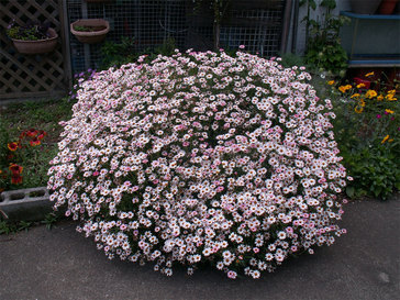 ���B�����q���ہ����灕�A�C�����r�[�Y�t�����[