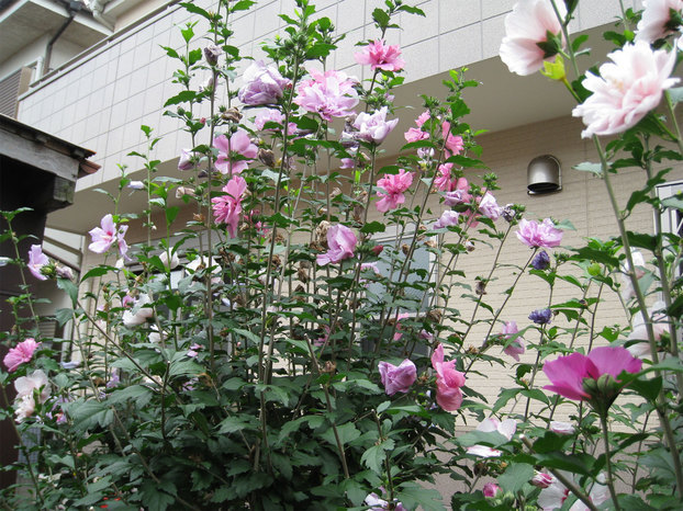 ���B�����q���ہ����灕�A�C�����r�[�Y�t�����[