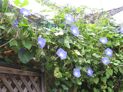 ���B�����q���ہ����灕�A�C�����r�[�Y�t�����[