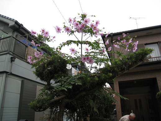 ���B�����q���ہ����灕�A�C�����r�[�Y�t�����[