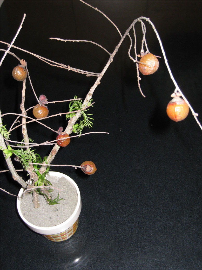 ���B�����q���ہ����灕�A�C�����r�[�Y�t�����[