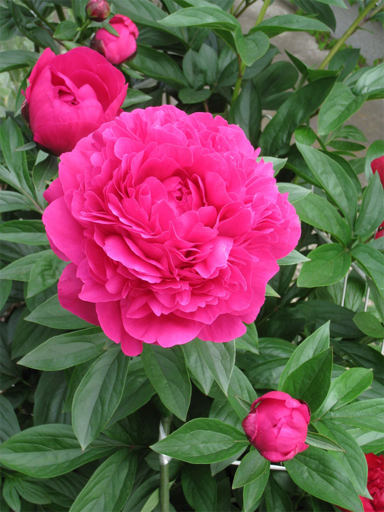 ���B�����q���ہ����灕�A�C�����r�[�Y�t�����[