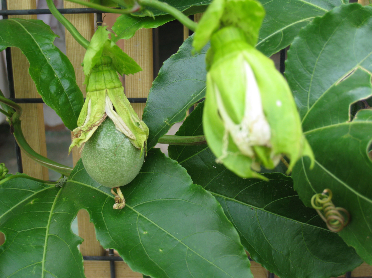 ���B�����q���ہ����灕�A�C�����r�[�Y�t�����[