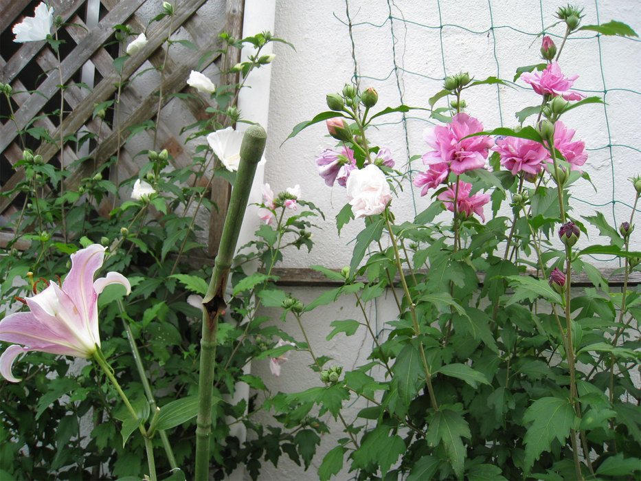 ���B�����q���ہ����灕�A�C�����r�[�Y�t�����[