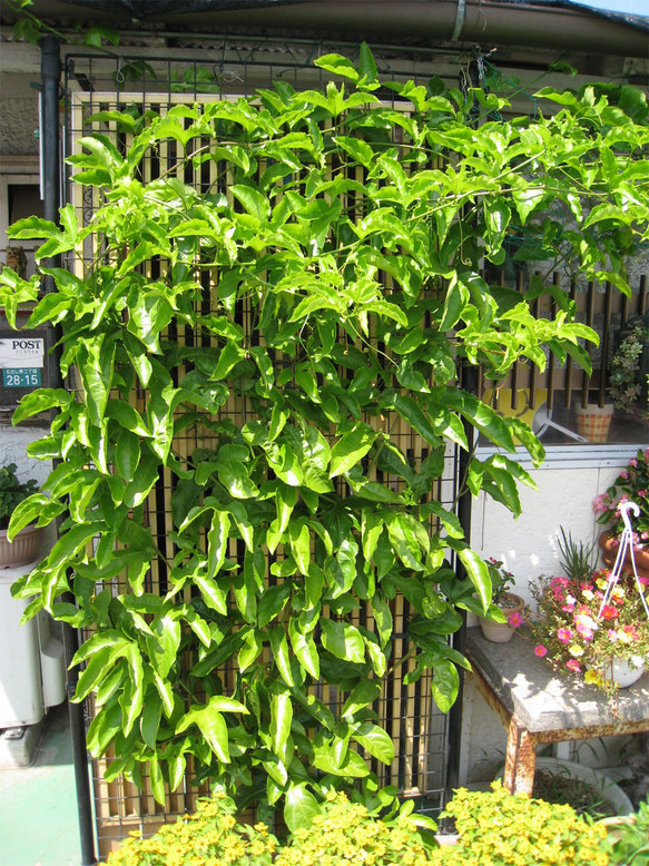 ���B�����q���ہ����灕�A�C�����r�[�Y�t�����[