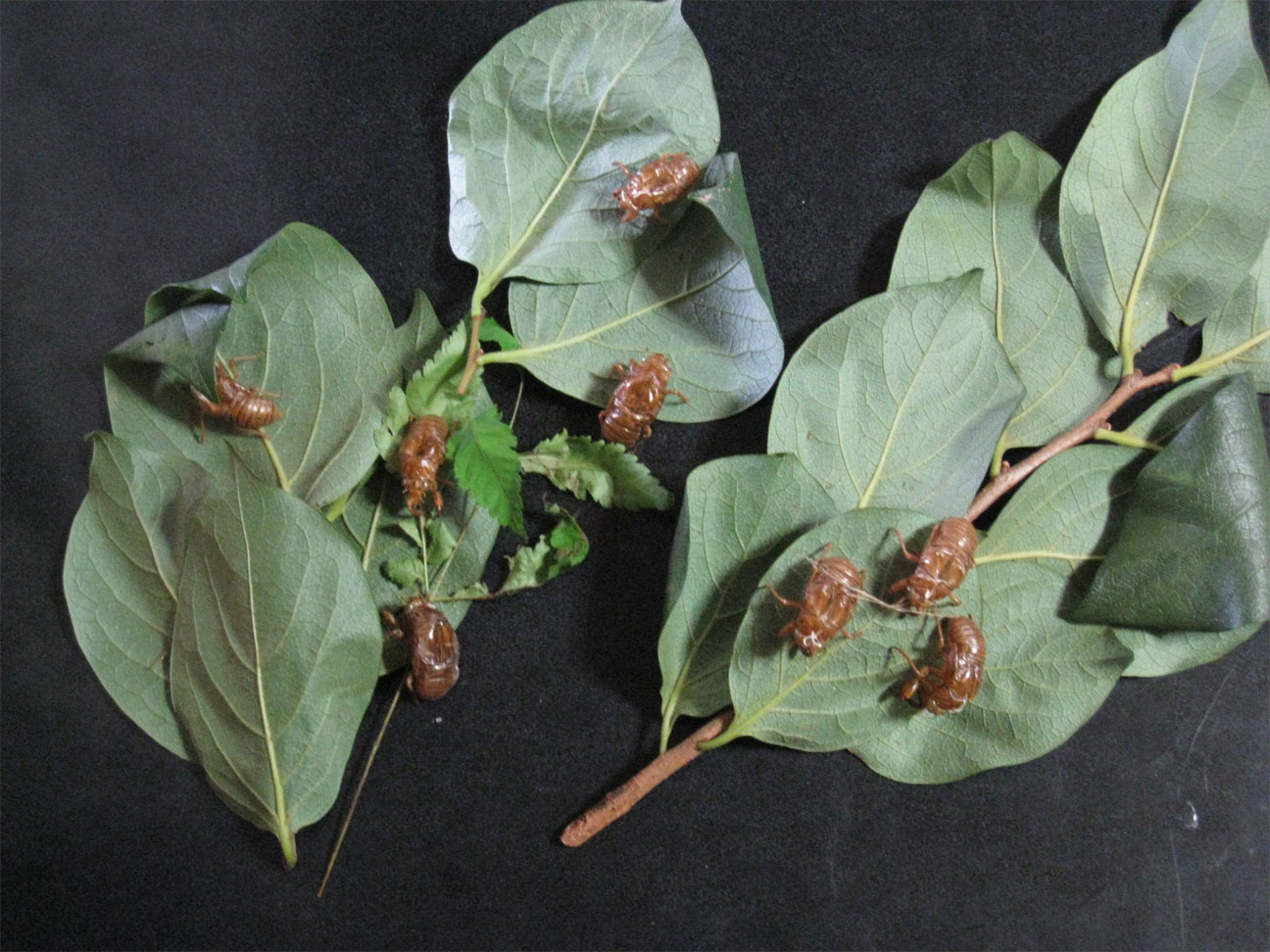 ���B�����q���ہ����灕�A�C�����r�[�Y�t�����[