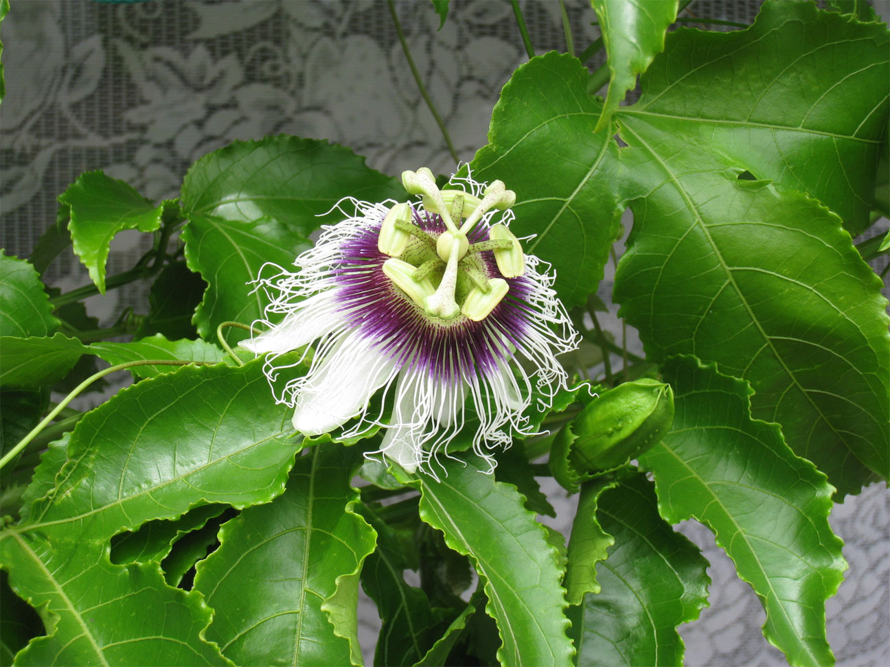 ���B�����q���ہ����灕�A�C�����r�[�Y�t�����[