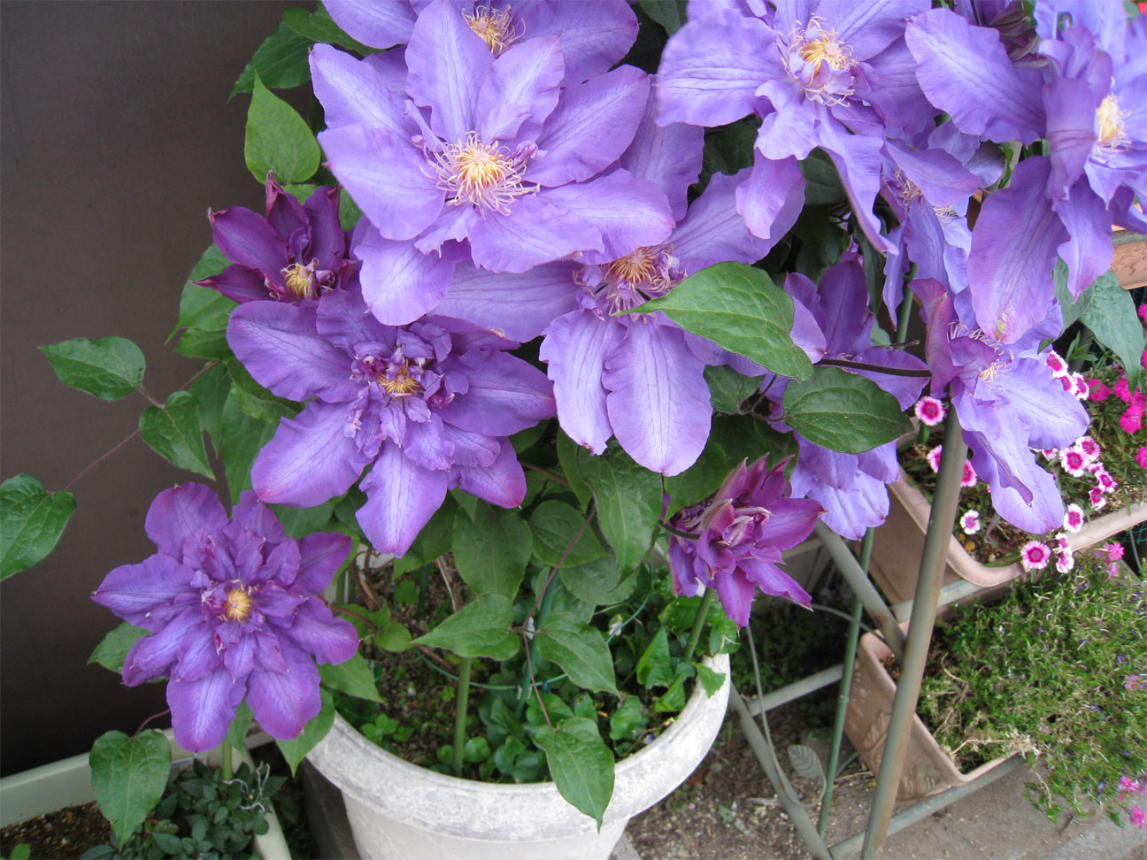 ���B�����q���ہ����灕�A�C�����r�[�Y�t�����[