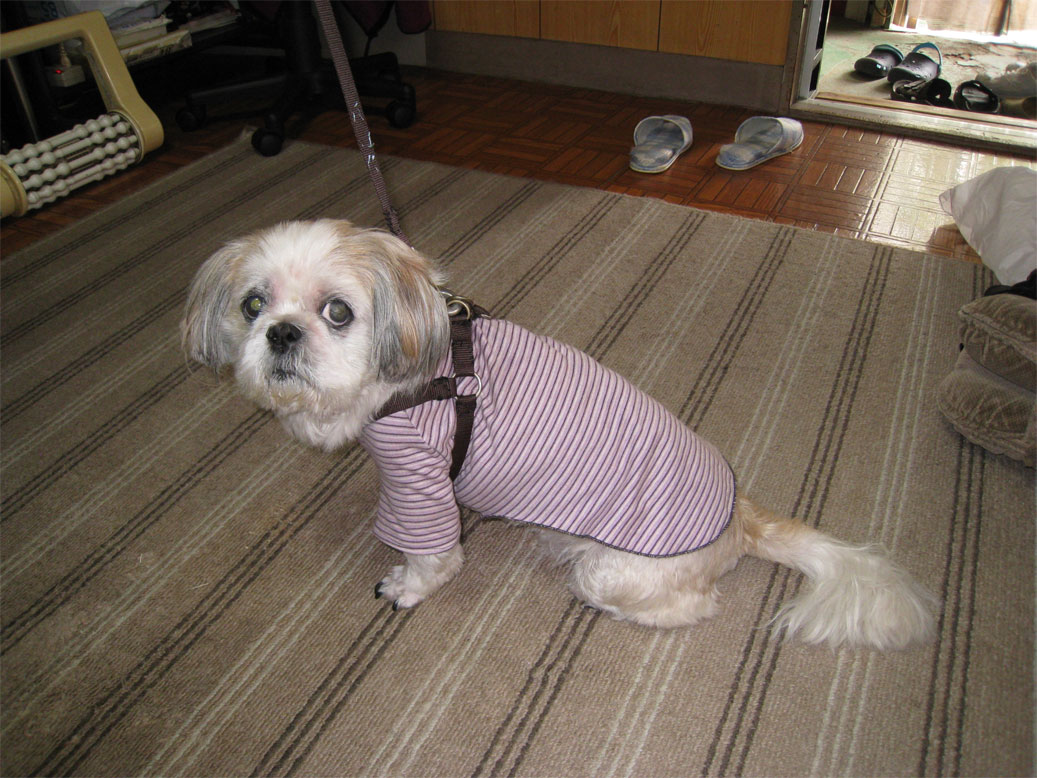 ���B�����q���ہ����灕�A�C�����r�[�Y�t�����[