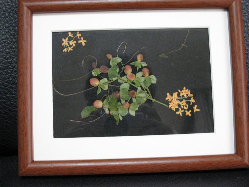 ���B�����q���ہ����灕�A�C�����r�[�Y�t�����[