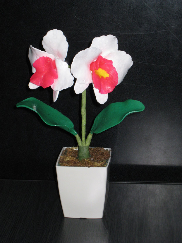 ���B�����q���ہ����灕�A�C�����r�[�Y�t�����[