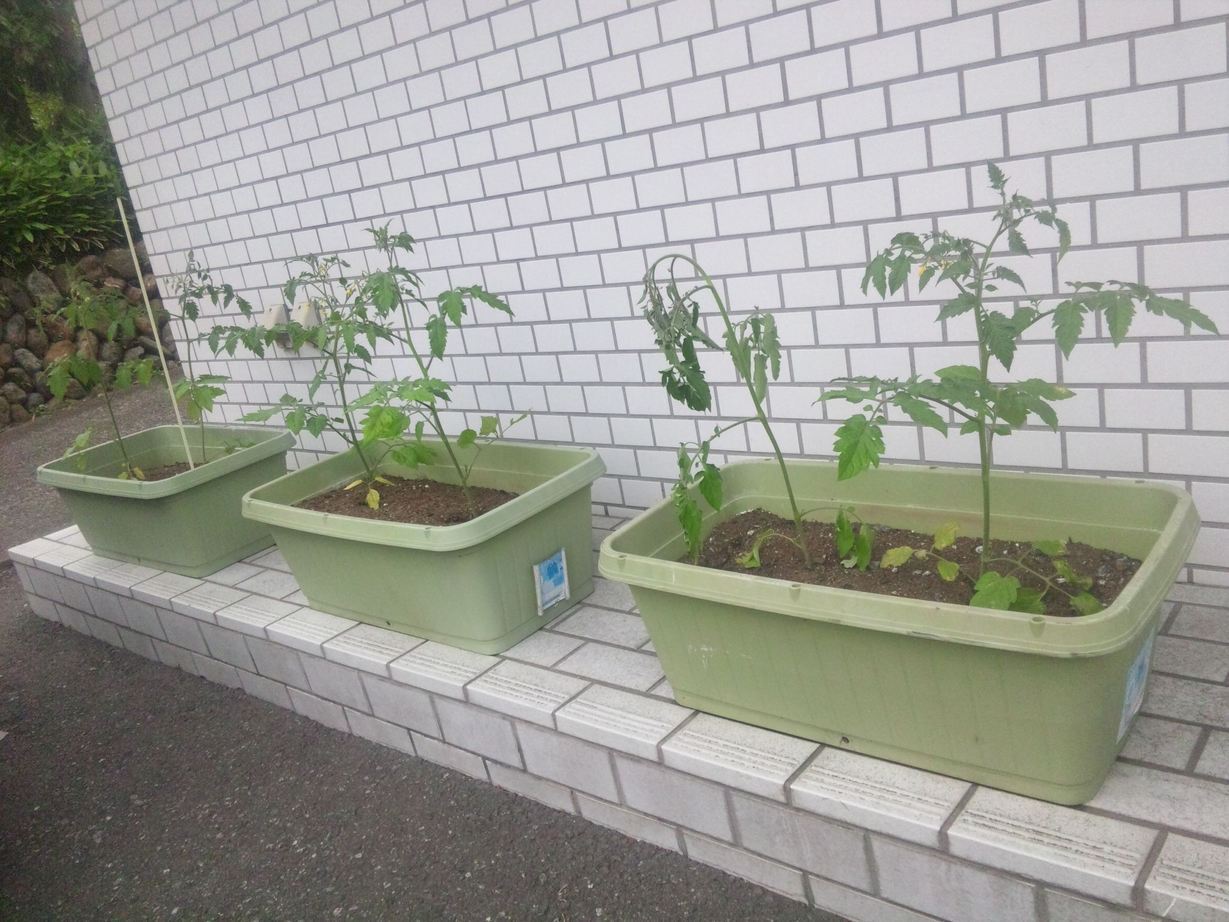 ���ԃP�[�u���e���r�@�΂̃J�[�e�����L