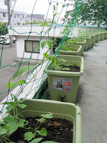 ���ԃP�[�u���e���r�@�΂̃J�[�e�����L