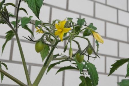 ���ԃP�[�u���e���r�@�΂̃J�[�e�����L