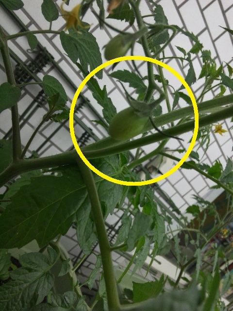 ���ԃP�[�u���e���r�@�΂̃J�[�e�����L