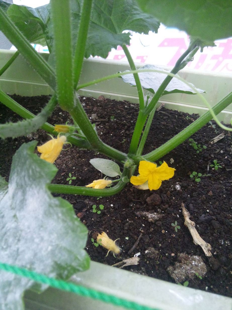 ���ԃP�[�u���e���r�@�΂̃J�[�e�����L