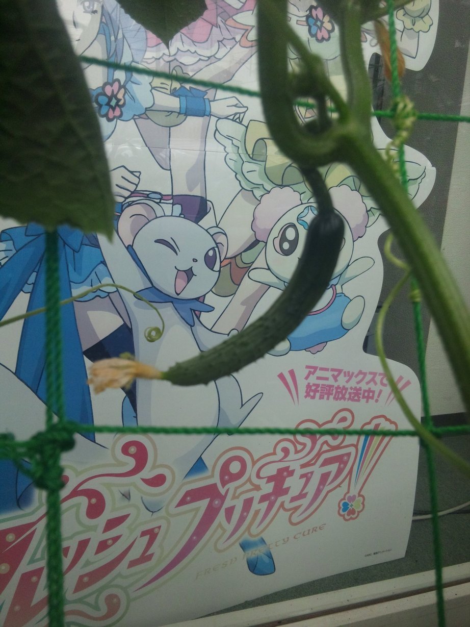 ���ԃP�[�u���e���r�@�΂̃J�[�e�����L