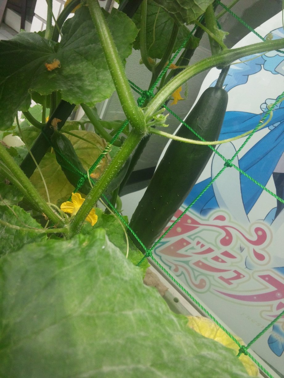 ���ԃP�[�u���e���r�@�΂̃J�[�e�����L