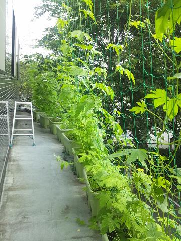 ���ԃP�[�u���e���r�@�΂̃J�[�e�����L