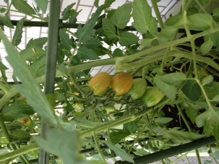 ���ԃP�[�u���e���r�@�΂̃J�[�e�����L