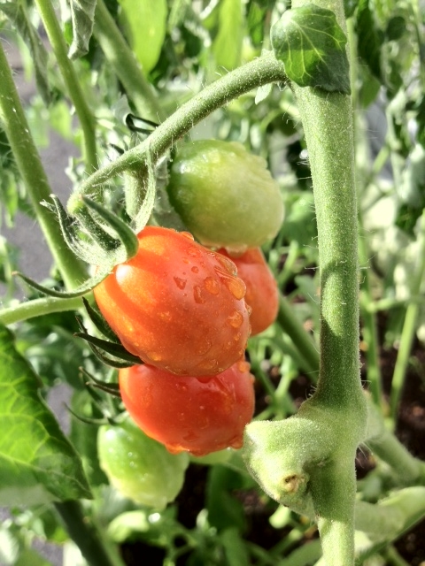 ���ԃP�[�u���e���r�@�΂̃J�[�e�����L