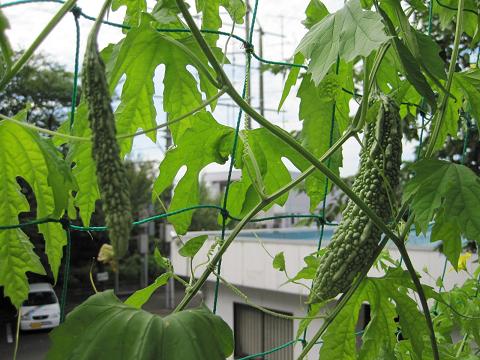 ���ԃP�[�u���e���r�@�΂̃J�[�e�����L