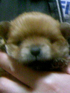 ��񂿂��̔��e��