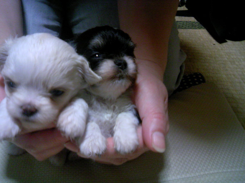 ��񂿂��̔��e��