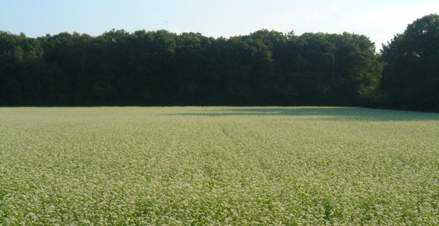 �������̖݂�