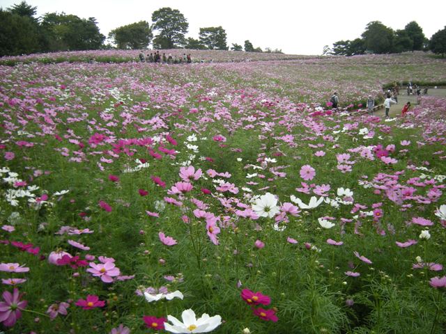 �������̖݂�