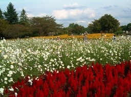 �������̖݂�