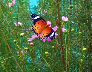 �������̖݂�