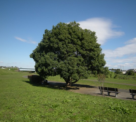 �������̖݂�