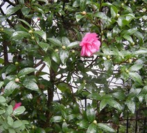 �������̖݂�