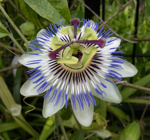 �������̖݂�