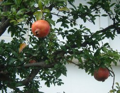 �������̖݂�