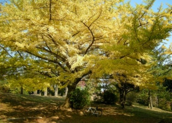 �������̖݂�