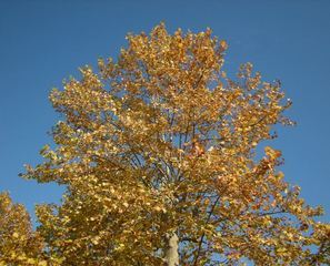 �������̖݂�