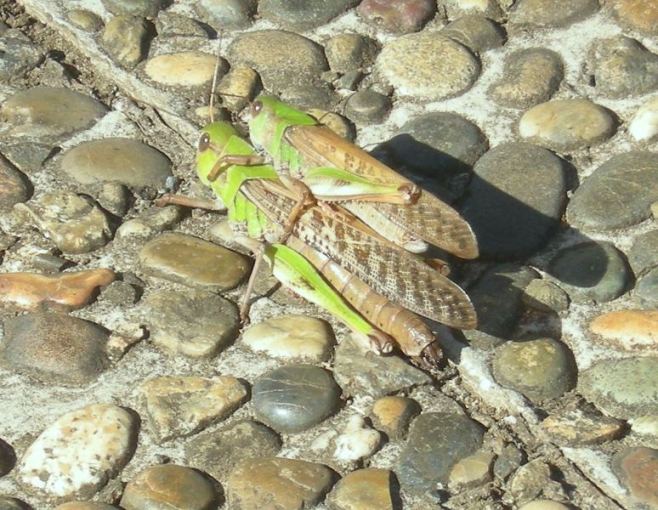 �������̖݂�