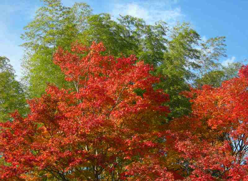 �������̖݂�