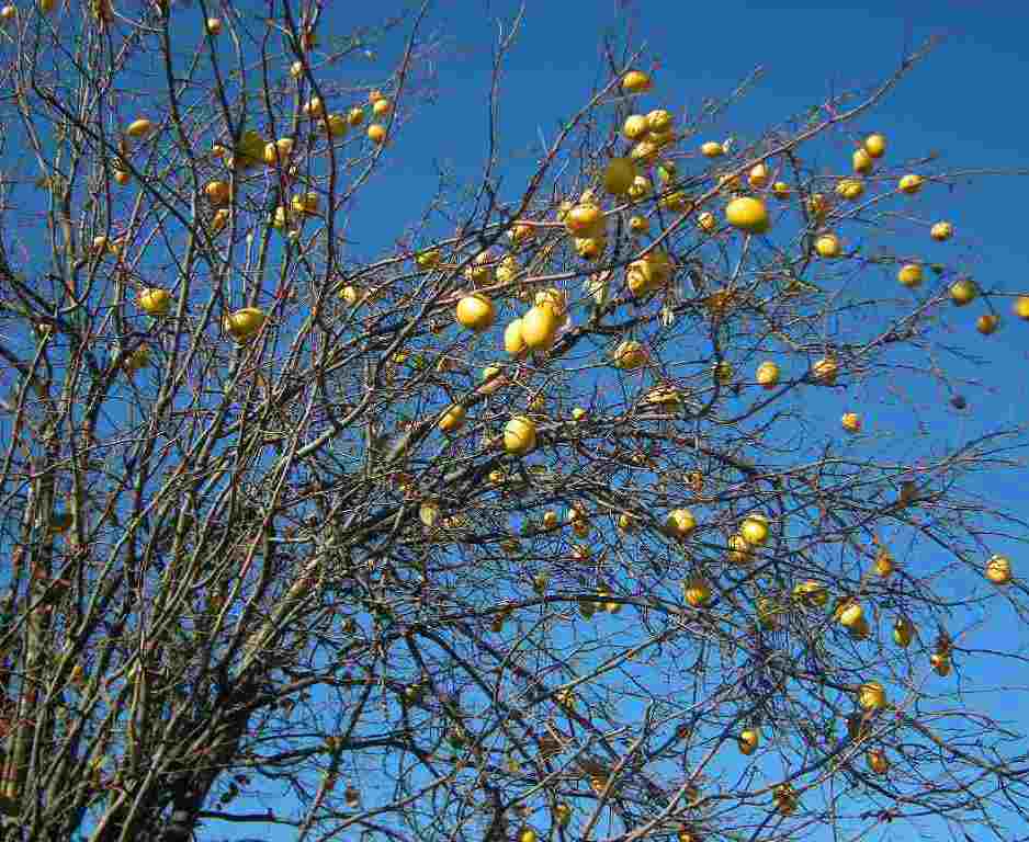 �������̖݂�