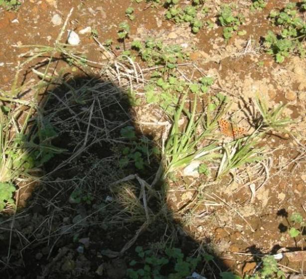 �������̖݂�