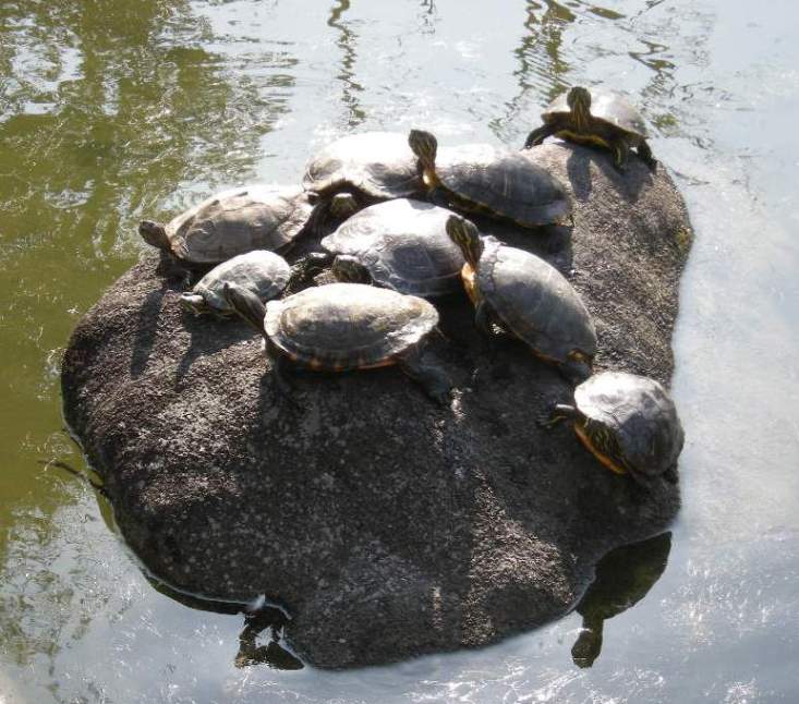 �������̖݂�