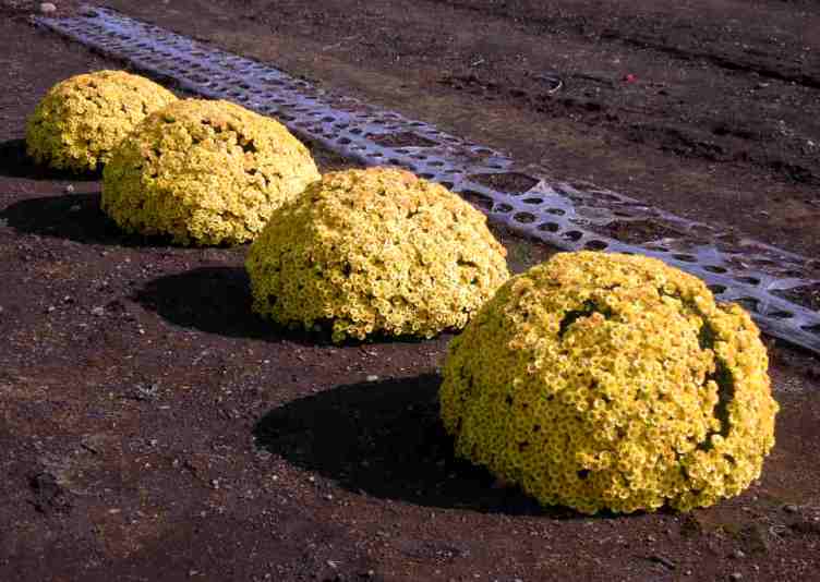 �������̖݂�