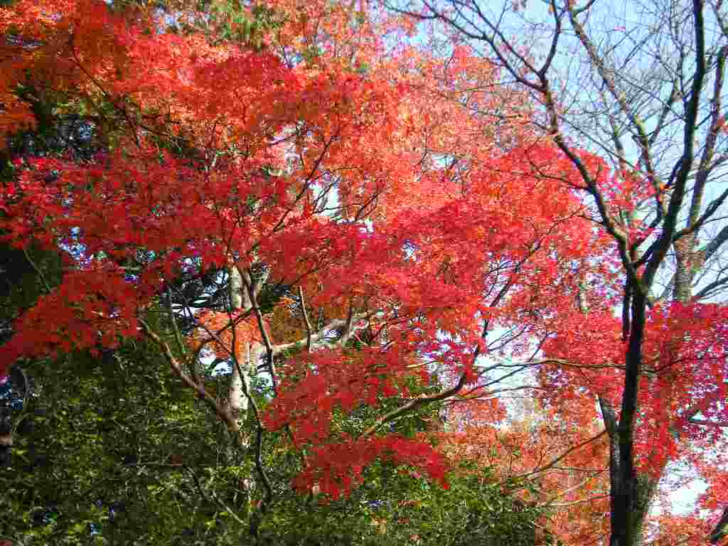 �������̖݂�