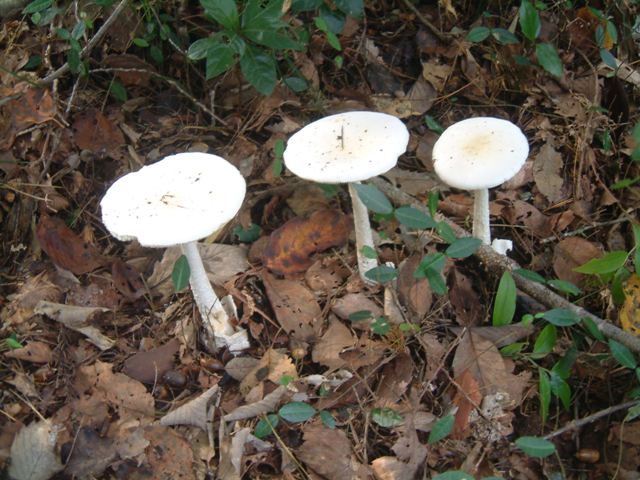 �������̖݂�