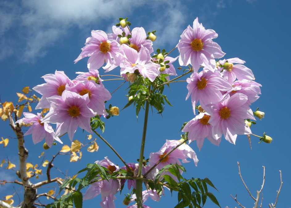 �������̖݂�