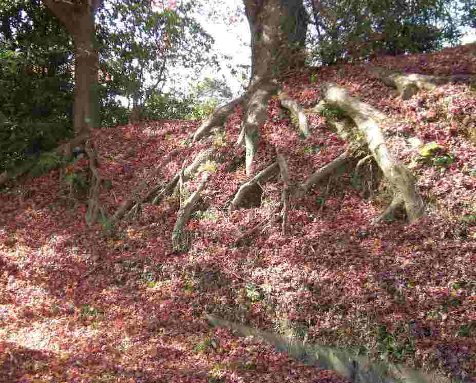 �������̖݂�