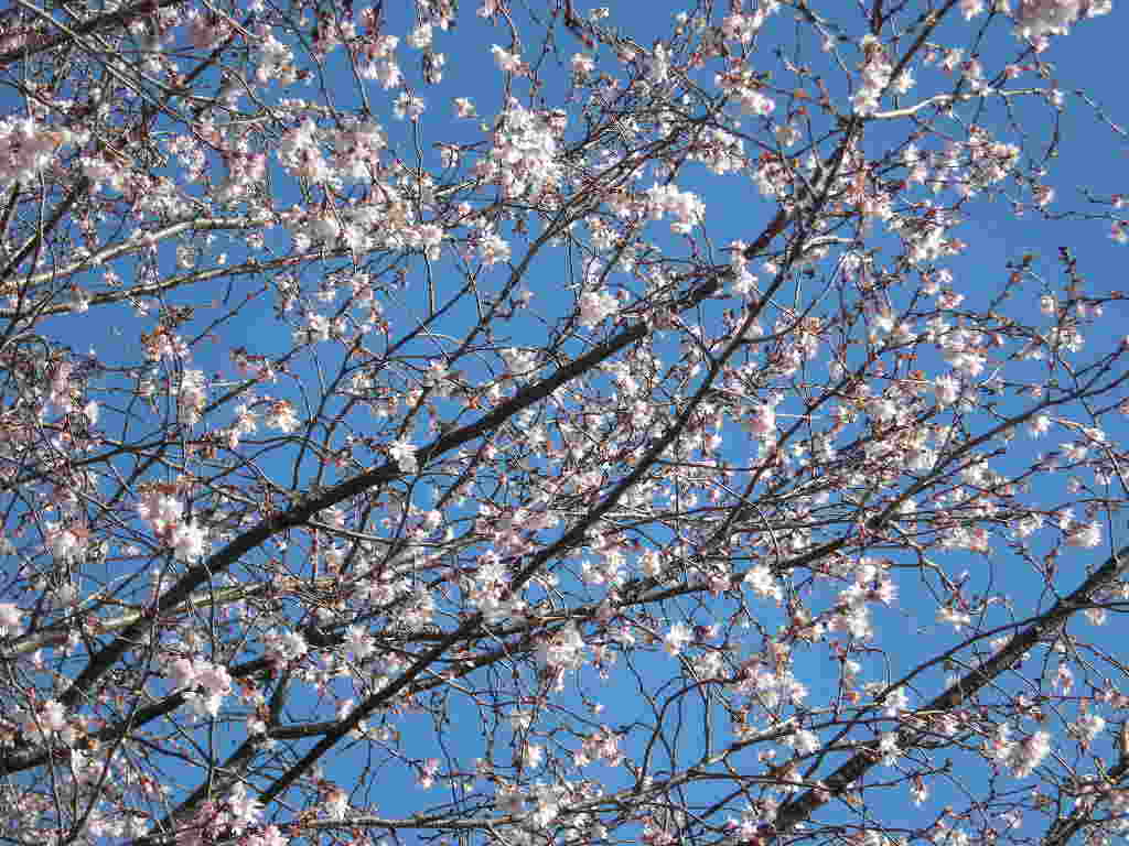 �������̖݂�